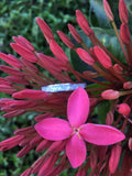 Weiße Perle Titan Ring