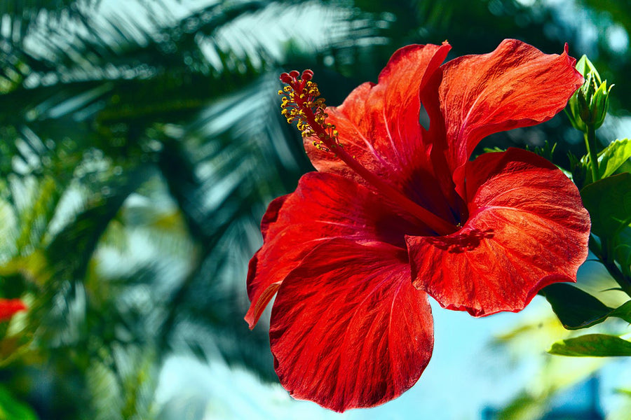 Hibiskusschmuck