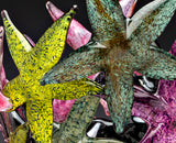 Vase de cluster Multicolor II Starfish