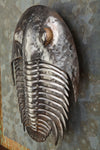 Trilobiten
